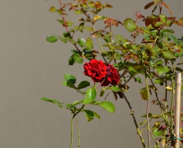 DSC_6597