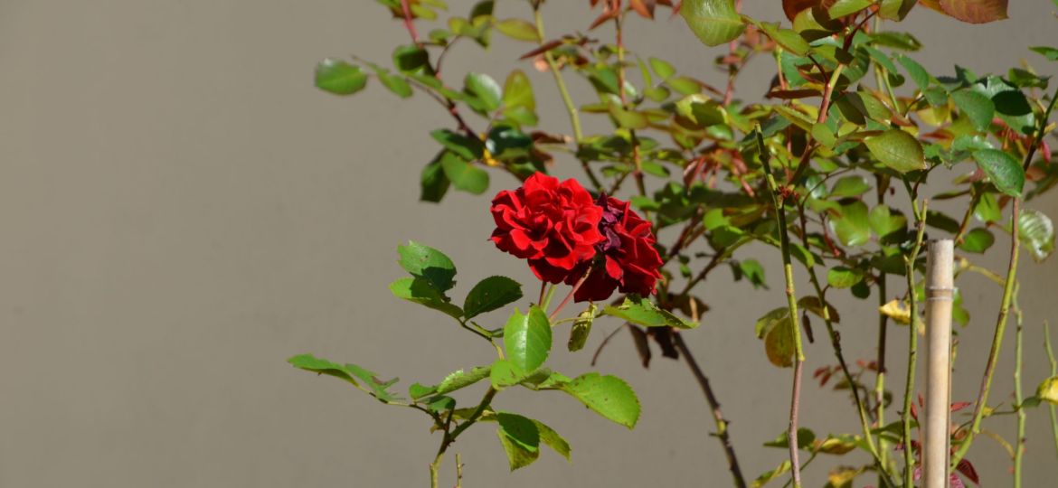 DSC_6597