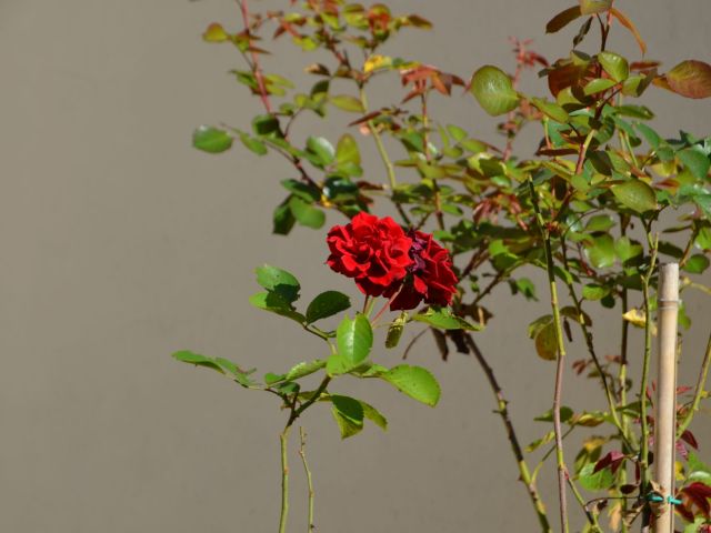 DSC_6597